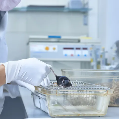 A woman in a mask and gloves handles a rat in a laboratory