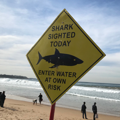 Shark sign.jpeg