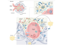 Anatomical and functional effects of obesity on the glomerulus. Figure provided by Analia Loria Kinsey and lab.