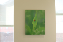 Ladybug on leaf