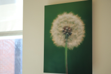 Dandelion