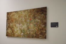 Grassy field