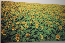 Sunflower field