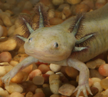 salamander.jpg