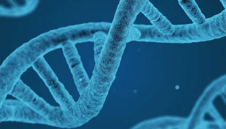 DNA helixes