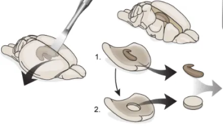 diagram from a research publication