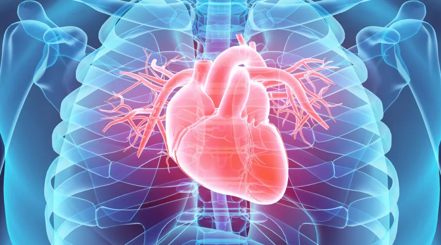 Illustration of the human heart within ribs.