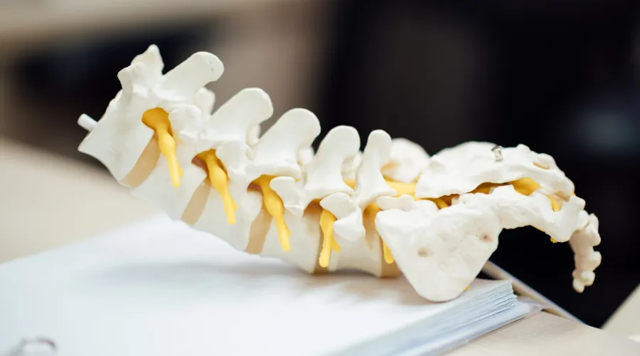 Medical model of a human spine