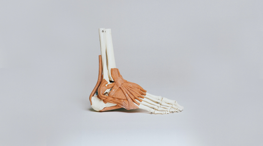 parts of a foot