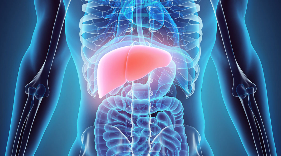 drawing of the human body and highlighting the liver