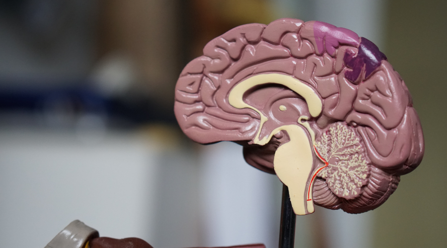 plastic model of half a human brain