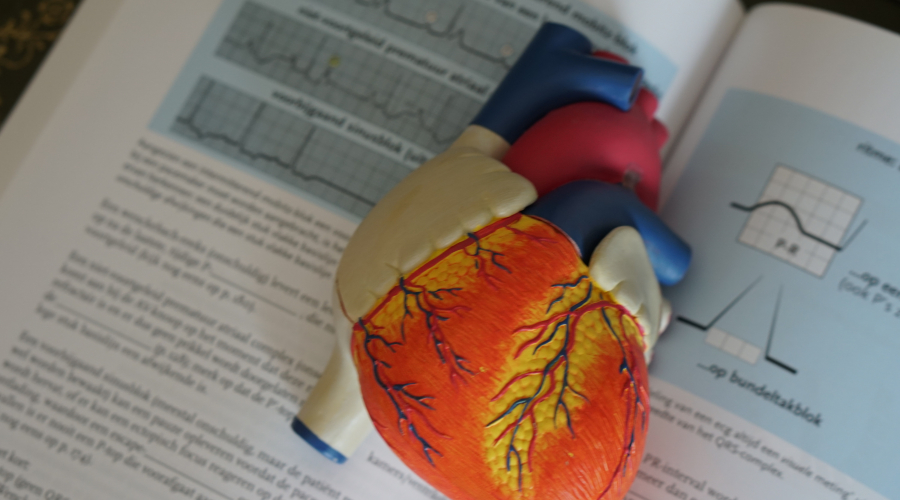 model of the human heart laying on an open book