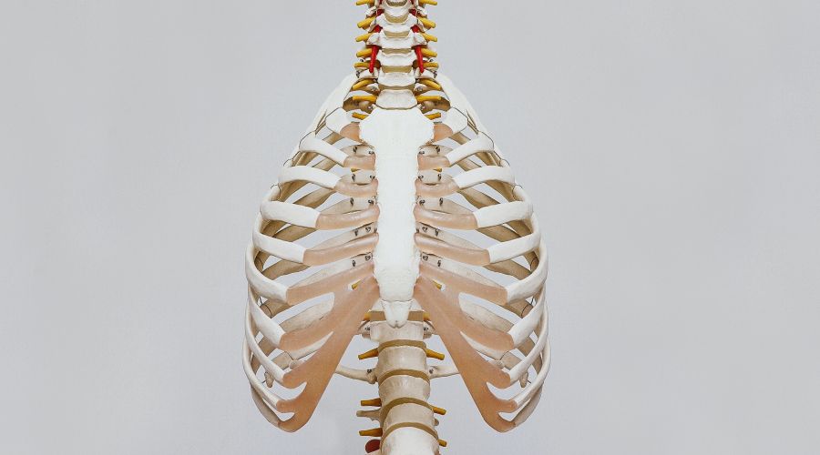 Skeleton spine and ribcage