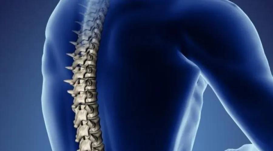 digital image of a spinal cord
