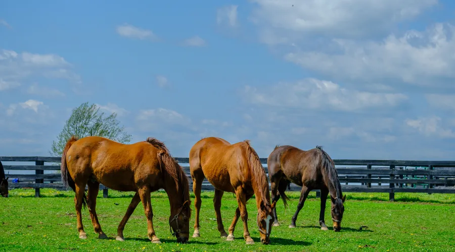 Three horses in a pasture.